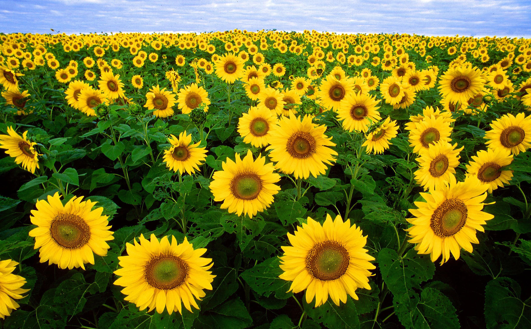 Giant sunflowers